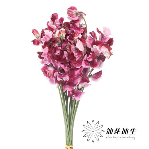 日本花材 | 香豌豆藤原道长 BeniShikibu 商品图0