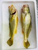 & 新鲜上岸的深海大黄花鱼‼又鲜又嫩👍🏻补脑黄金鱼！【活冻】 商品缩略图1