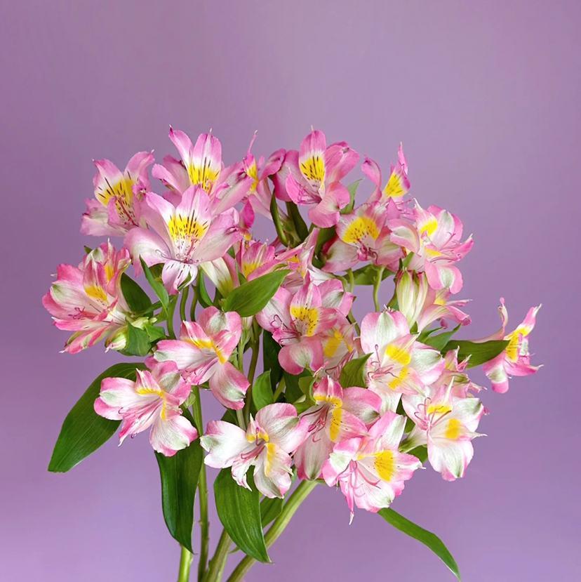 水仙百合.渐变粉