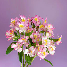 水仙百合.渐变粉