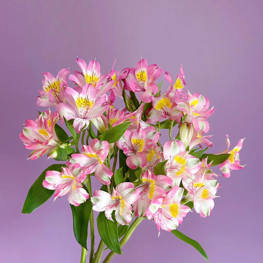 水仙百合.渐变粉 商品图0