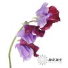 日本花材 | 香豌豆TrueRed 商品缩略图3