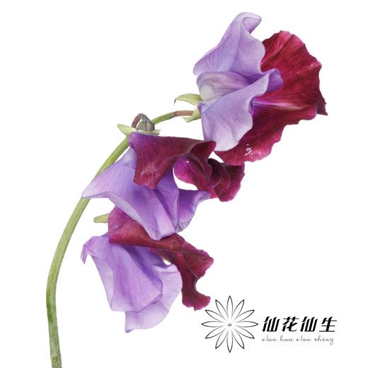 日本花材 | 香豌豆TrueRed 商品图3