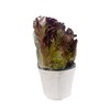 活体紫罗莎生菜（盆） 商品缩略图0