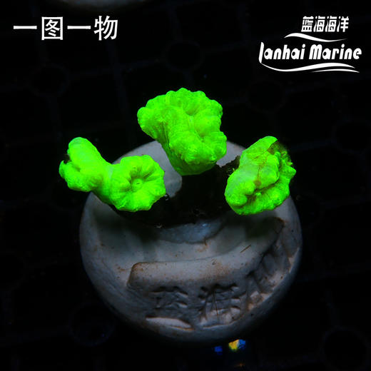 人工荧光绿分枝脑 商品图0