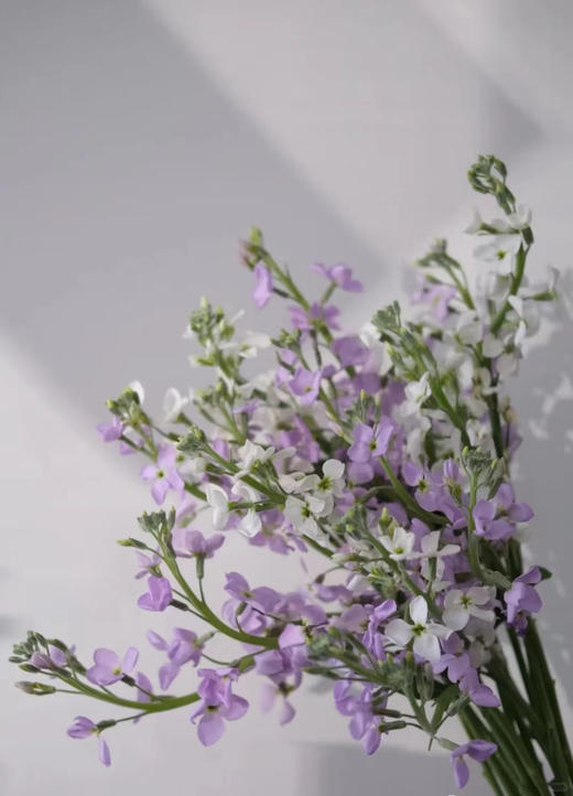 📸自带朦胧滤镜感
🌸花瓣边缘像蝴蝶翅膀一样微微卷起
🦋轻轻颤动的样子仿佛下一秒就要从花束里飞出来✨
💃🏻多了份灵动仙气，一簇簇凑在一起
🌿自带清甜花香 一束20支 商品图1