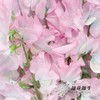 日本花材 | 香豌豆绣球花  Hydrangea 商品缩略图2