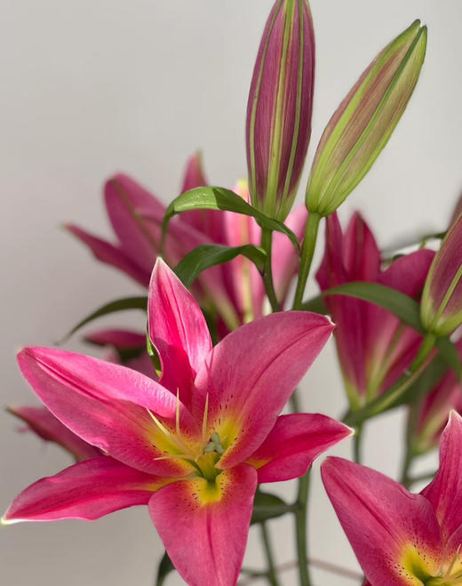 【热浪百合】它是百合界的 “焦糖拿铁”☕️，
花瓣晕染着暖调渐变：边缘是浓郁的赤陶橘🍊
向内过渡为温柔的奶杏色，瓣尖还带着一丝浅粉的朦胧🌸自带复古油画质感！一束两支，7-8个花头 商品图0