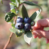 【云南抚仙湖高原蓝莓】一口唤醒味蕾 香甜爽口 果香浓郁 优选好果 甜蜜多汁 商品缩略图2