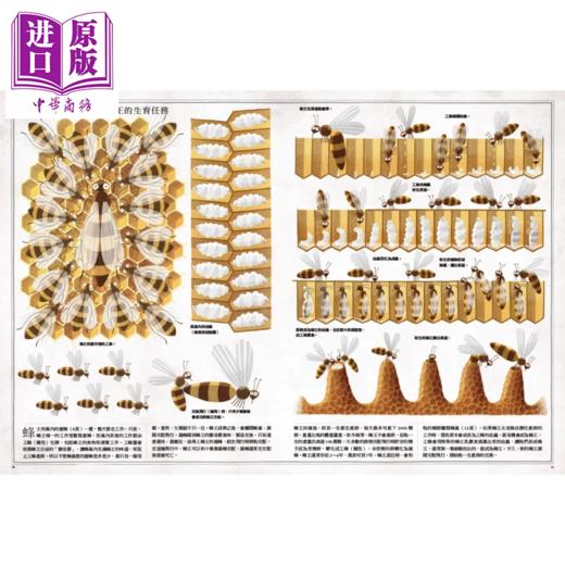 【中商原版】蜜蜂	沃依切 葛莱果斯基	小天地出版	港台原版 商品图1