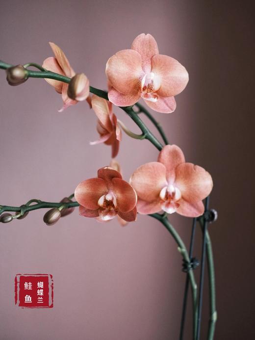 【鲑鱼蝴蝶兰】1盆/份 带有1支花剑 带花苞发货 高端大气简单好养活（圆通发货） 商品图2