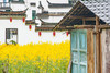 3月24日【江西】婺源·春色油菜花、景德镇、黄山4/5/8天 Y 商品缩略图10