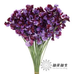 日本花材 | 香豌豆TrueRed