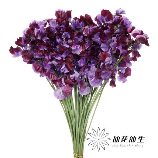 日本花材 | 香豌豆TrueRed 商品图0