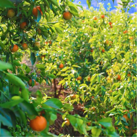 云南大理有机沃柑（连续9年有机认证） 商品图9