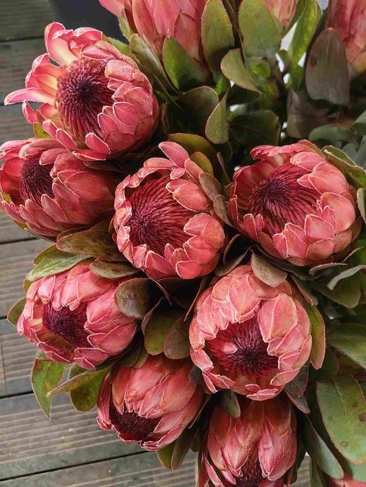 塞尔维亚公主花1支XJ 商品图2