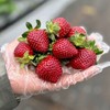 【南谷里·多色草莓 】隋珠、水蜜桃、真红美玲 三种草莓随机搭配    草莓爱好者必入香味浓郁甜度高风味足 商品缩略图2