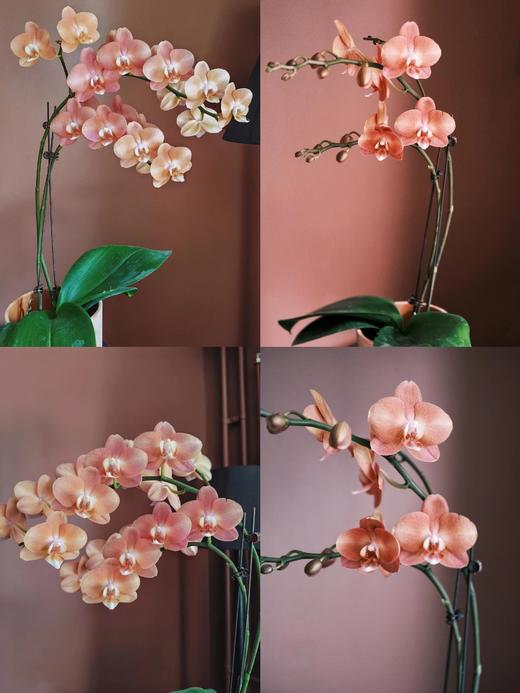 【鲑鱼蝴蝶兰】1盆/份 带有1支花剑 带花苞发货 高端大气简单好养活（圆通发货） 商品图4