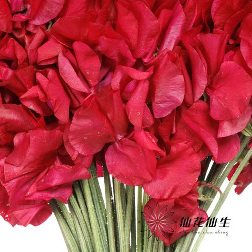 日本花材 | 香豌豆穆吉卡·克莱姆森 MujikaChrimson 商品图1