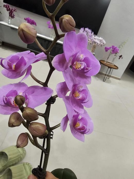 【无与伦比蝴蝶兰】1盆/份 带有1支花剑 带花苞发货 高端大气简单好养活（圆通发货） 商品图3