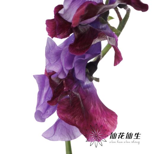 日本花材 | 香豌豆TrueRed 商品图2