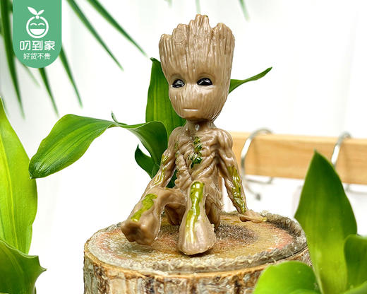 【预售-12月29日配送】「幸运木」水培巴西木盆栽/1盆（带水培盆+赠呆萌格鲁特） 商品图1