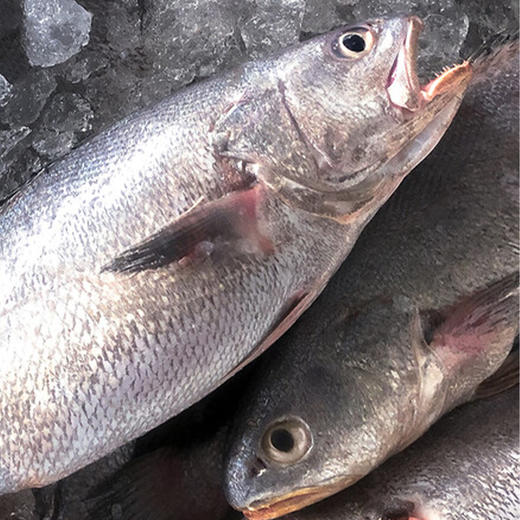 查鲜森海鲜礼盒488型 约2900g 【实物/卡券】 商品图4