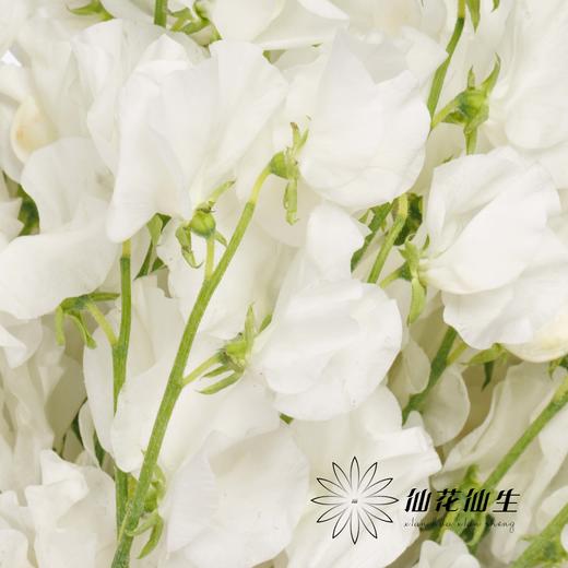 日本花材 | 香豌豆婚礼 Wedding 商品图3