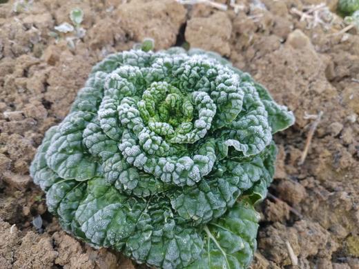 黑乌菜 商品图0