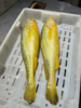 & 新鲜上岸的深海大黄花鱼‼又鲜又嫩👍🏻补脑黄金鱼！【活冻】 商品缩略图3