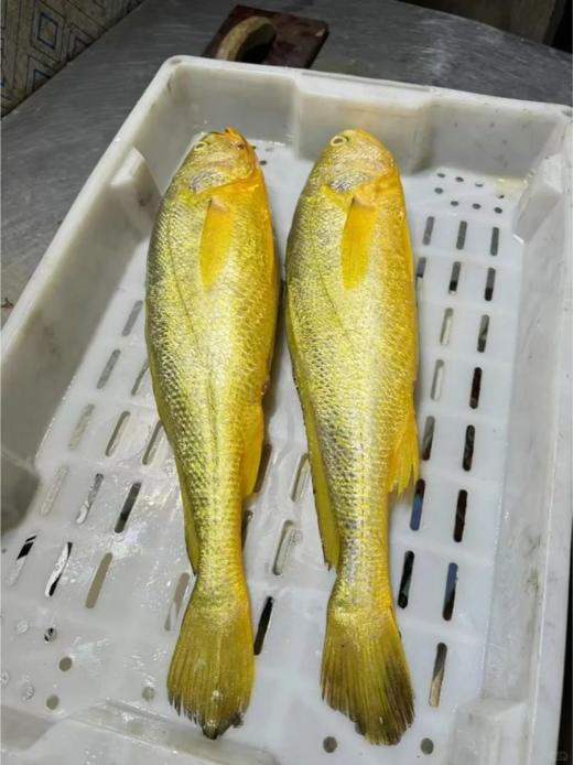 & 新鲜上岸的深海大黄花鱼‼又鲜又嫩👍🏻补脑黄金鱼！【活冻】 商品图3