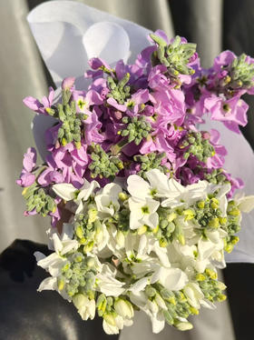 📸自带朦胧滤镜感
🌸花瓣边缘像蝴蝶翅膀一样微微卷起
🦋轻轻颤动的样子仿佛下一秒就要从花束里飞出来✨
💃🏻多了份灵动仙气，一簇簇凑在一起
🌿自带清甜花香 一束20支