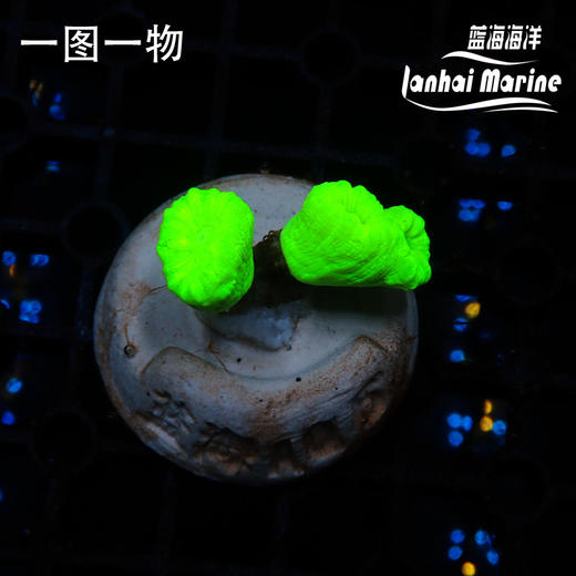 人工荧光绿分枝脑 商品图1