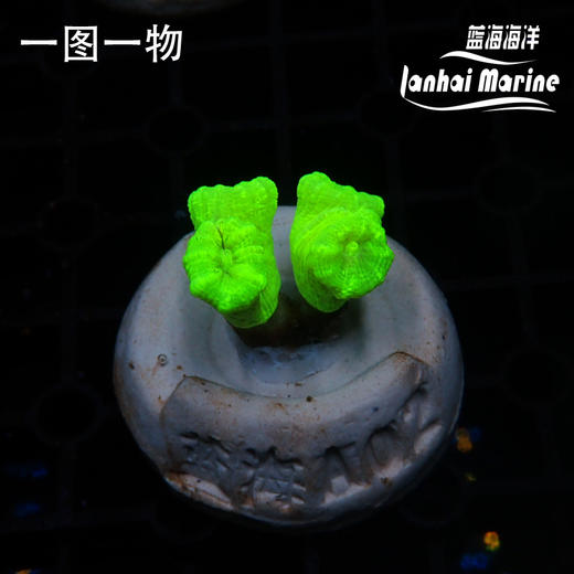 人工荧光绿分枝脑 商品图4