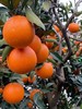 湖北助农巴东纽荷尔脐橙 树上熟甜度高 来自红土地的美味 商品缩略图2