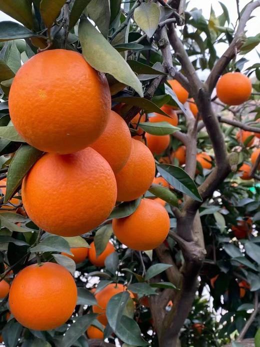 湖北助农巴东纽荷尔脐橙 树上熟甜度高 来自红土地的美味 商品图2