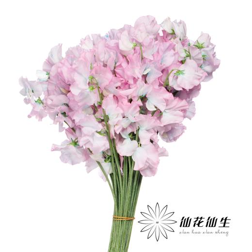 日本花材 | 香豌豆绣球花  Hydrangea 商品图0