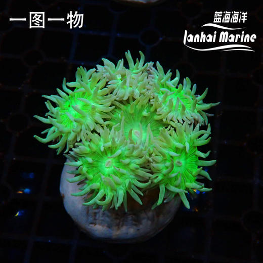 澳州高脚灯琴 商品图5