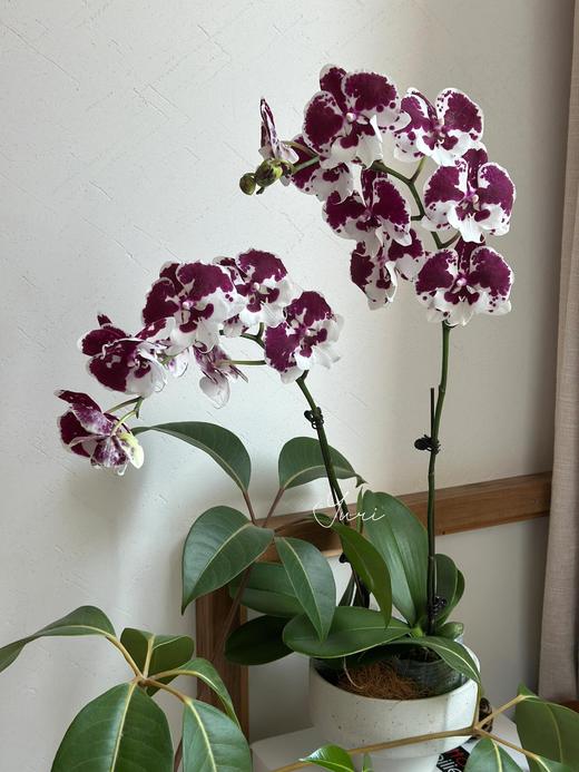 【一千零一夜蝴蝶兰】3寸杯蝴蝶兰1盆/份（育苗盆圆通发货） 商品图1