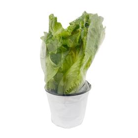 活体意大利生菜（盆）