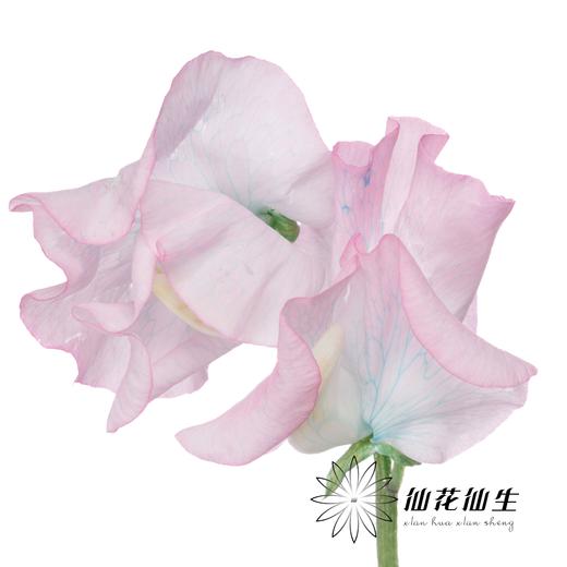 日本花材 | 香豌豆绣球花  Hydrangea 商品图3