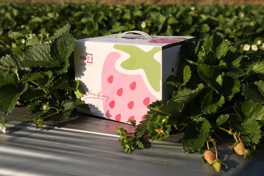 【觅趣小铺·凉山红颜九九草莓-空运】高海拔草莓，零农残承诺，又香又甜，口感十足~ 商品图4