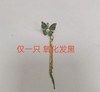S1EC0110 周大生CHOW TAI SENG S925银蝶恋耳钉珍珠流苏耳线耳饰RL 商品缩略图7