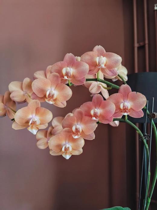 【鲑鱼蝴蝶兰】1盆/份 带有1支花剑 带花苞发货 高端大气简单好养活（圆通发货） 商品图1