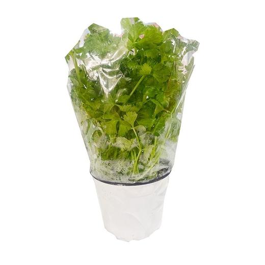 活体香菜（盆） 商品图0