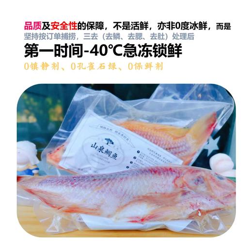 志清农场山泉鲷鱼||三去净鱼   ||基地直发 商品图5
