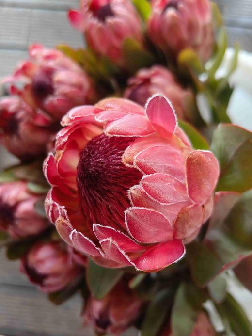 塞尔维亚公主花1支XJ 商品图1