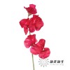 日本花材 | 香豌豆穆吉卡·克莱姆森 MujikaChrimson 商品缩略图2