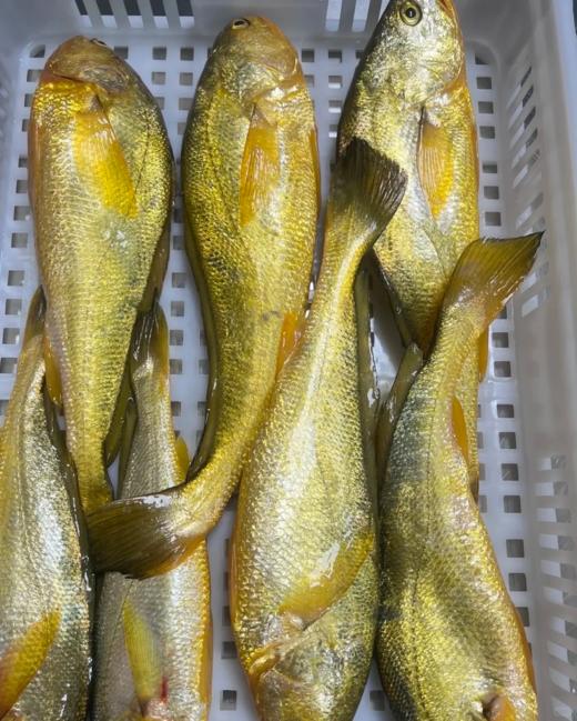 & 新鲜上岸的深海大黄花鱼‼又鲜又嫩👍🏻补脑黄金鱼！【活冻】 商品图2