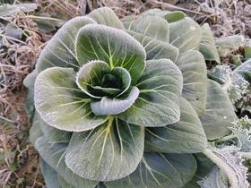 青菜